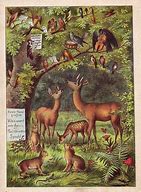Image result for Vintage Woodland Animal