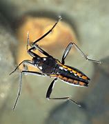 Image result for Water Cricket