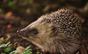 Image result for Is a Hedgehog a Rodent