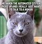 Image result for Collage of Cat Memes