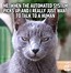 Image result for You Said Cat Meme