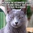 Image result for Why Do You Hate Us Cat Meme