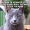 Image result for Adorable Cat Memes Funny