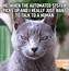 Image result for Walking Cat Funny Office Meme