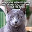 Image result for Funny Cat Thoughts