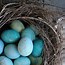 Image result for Robin Eggs