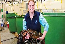 Image result for Largest Maine Lobster