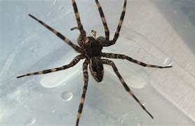 Image result for Biggest Spider in Canada