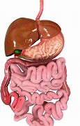 Image result for Small Intestine Surgery