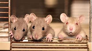 Image result for PetSmart Rats