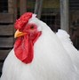 Image result for Colored Chickens Mexico