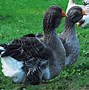 Image result for Dewlap Toulouse Geese Ganders