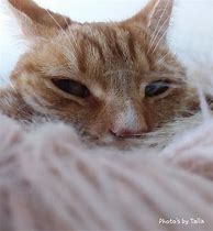 Image result for Adorable Ginger Cat