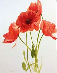 Image result for Poppy Flower Drawing