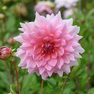 Image result for Dahlia Ottos Thrill