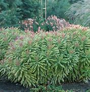 Image result for Euphorbia Ascot Rainbow