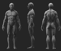 Image result for Human Full Body Anatomy Model