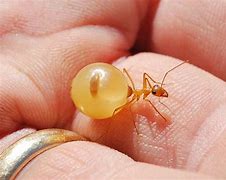 Image result for Lemon Ants