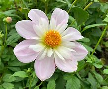 Image result for Dahlia Teesbrooke Audrey