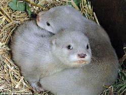 Image result for Albino Sea Otter