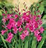 Billedresultat for Gladiolus communis subsp. byzantinus
