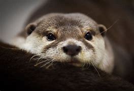 Image result for Pet Otter