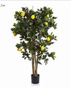 Image result for Silk Lemon Tree
