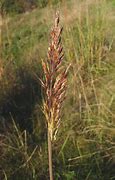 Image result for Sorghastrum nutans