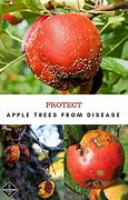 Image result for Diseases of Apple Trees Pictures