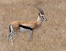Image result for gazelle