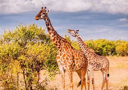 Image result for Masai Mara Giraffe