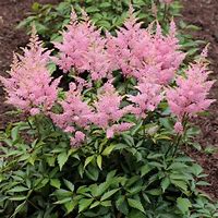 Image result for Astilbe Vision in Pink ® (Chinensis-Group)