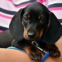 Image result for Cutting Dark Dog Nails