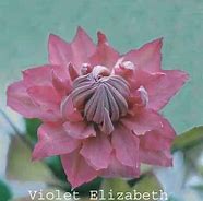 Image result for Clematis Violet Elizabeth