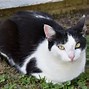 Image result for Cat Loafing Side View