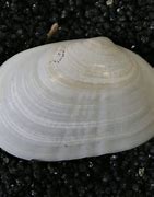 Image result for Old Clam