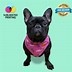 Image result for Puppy Bandanas