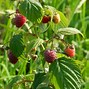 Image result for Rubus idaeus Herfstframboos rood