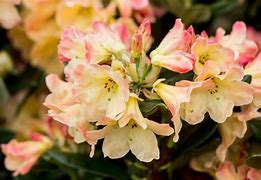 Image result for Rhododendron Nancy Evans