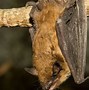 Image result for big brown bats facts