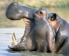 Image result for Hippo Em