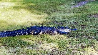 Image result for Alligator Poop