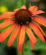Image result for Echinacea purpurea Hot Summer ®