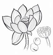 Image result for Lotus Flower Pod