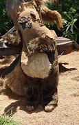 Image result for Wicket the Ewok Picnic Table