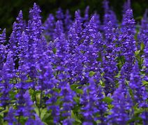 Image result for SALVIA FARINACEAE SKY BLUE