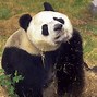 Image result for Giant Panda Thumb