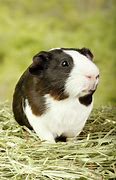 Image result for Guinea Pig Standing