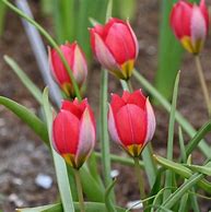Image result for Tulipa humilis Red Beauty