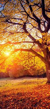 Image result for Coque iPhone Automn